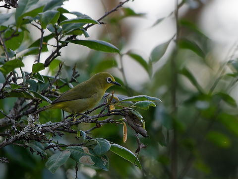 Northern Yellow White-eye, Kenya  Geotagged,Kenya,Northern yellow white-eye,Winter,Zosterops senegalensis
