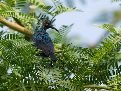 Tsavo Sunbird, Kenya  Cinnyris tsavoensis,Geotagged,Kenya,Summer,Tsavo sunbird