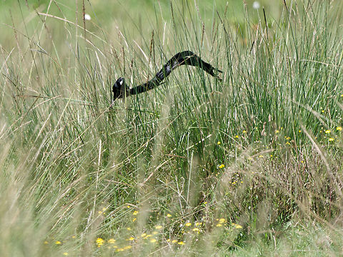 Long-tailed Widowbird, Kenya  Euplectes progne,Geotagged,Kenya,Long-tailed widowbird,Summer