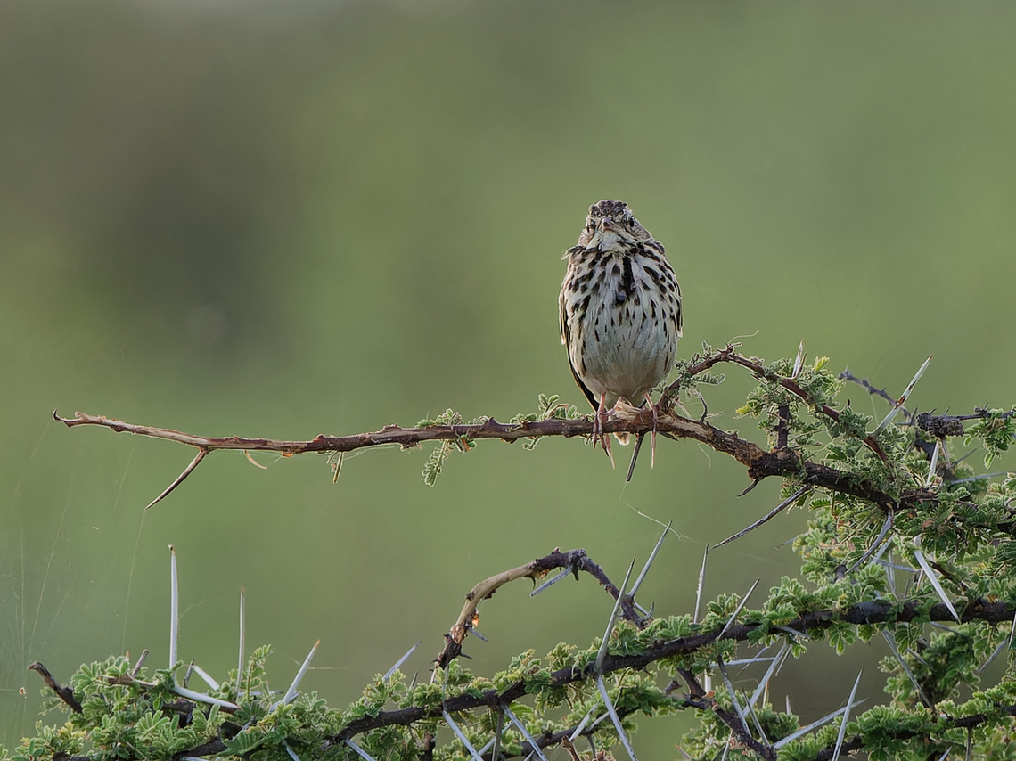 Tree Pipit, Kenya  Anthus trivialis,Geotagged,Kenya,Summer,Tree Pipit