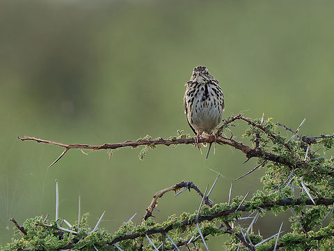 Tree Pipit, Kenya  Anthus trivialis,Geotagged,Kenya,Summer,Tree Pipit