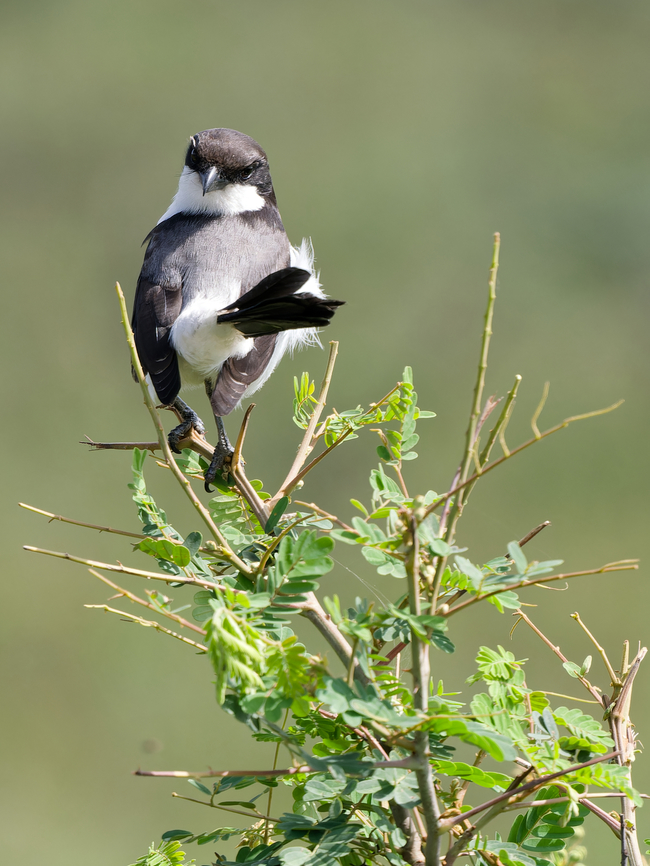Long-tailed Fiscal, Kenya different view Geotagged,Kenya,Lanius cabanisi,Long-tailed Fiscal,Summer