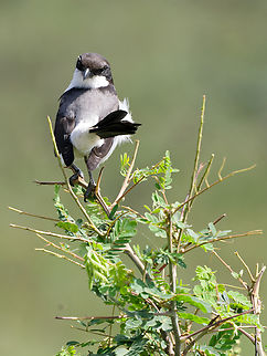 Long-tailed Fiscal, Kenya different view Geotagged,Kenya,Lanius cabanisi,Long-tailed Fiscal,Summer