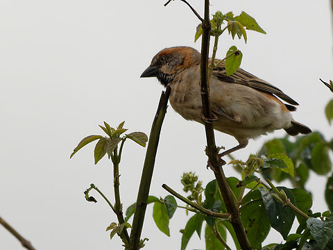 Kenya Sparrow, Kenya older name Kenya Rufous Sparrow Geotagged,Kenya,Kenya sparrow,Passer rufocinctus,Summer