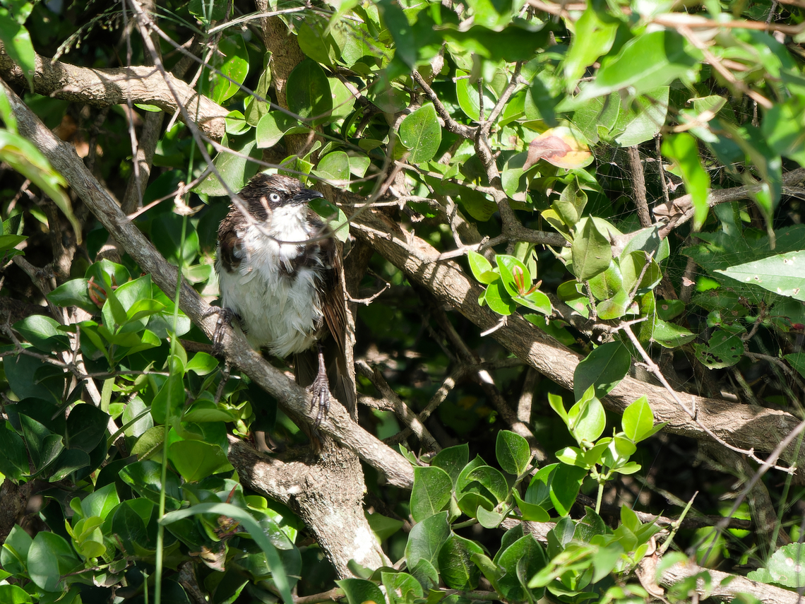 Northern Pied Babbler, Kenya trying to hide away Geotagged,Kenya,Northern pied babbler,Summer,Turdoides hypoleuca