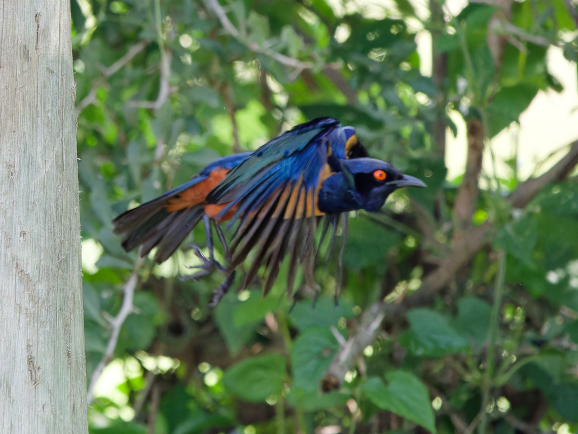 Hildebrandt's Starling flying out, Kenya of its nesting hole Geotagged,Hildebrandts starling,Kenya,Lamprotornis hildebrandti,Summer