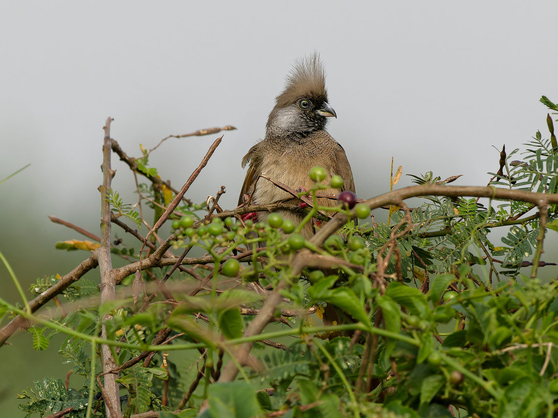 Speckled Mousebird, Kenya  Colius striatus,Geotagged,Kenya,Speckled Mousebird,Summer