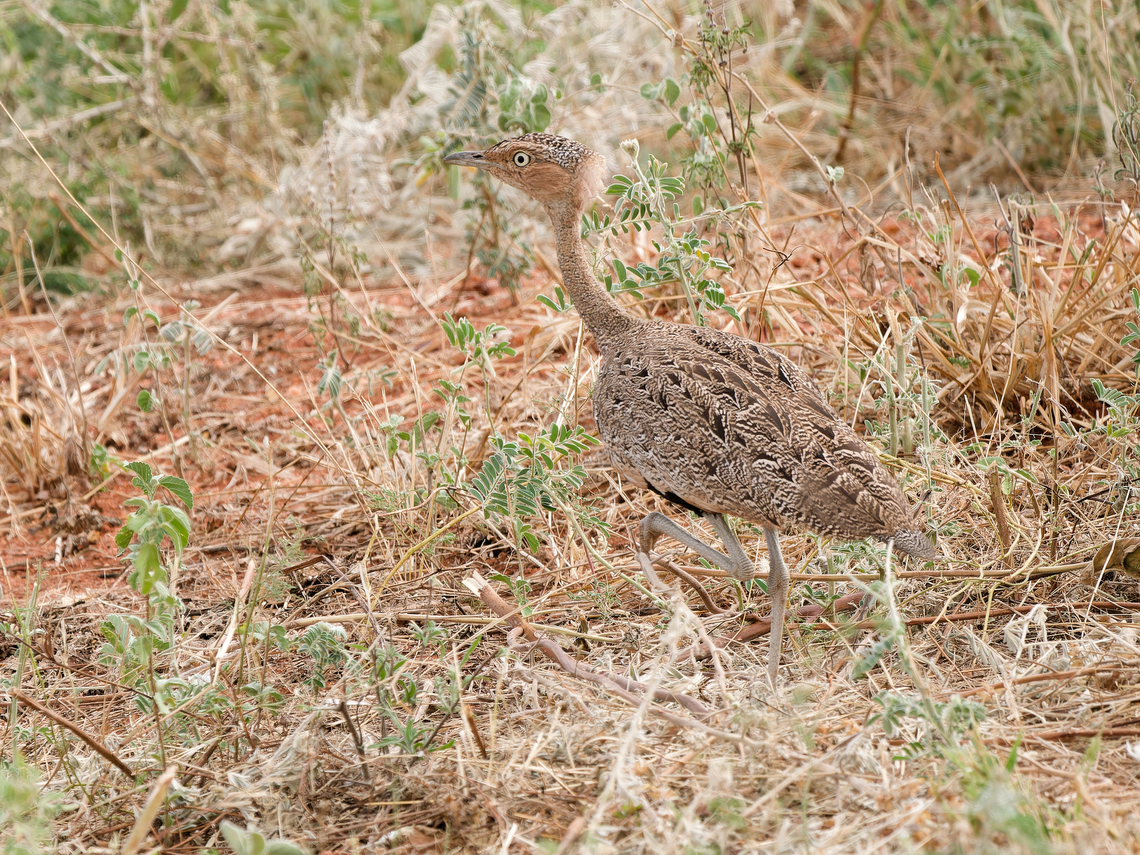 Buff-crested Bustard, Kenya  Buff-crested bustard,Eupodotis gindiana,Geotagged,Kenya,Winter
