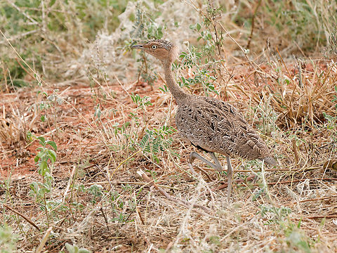 Buff-crested Bustard, Kenya  Buff-crested bustard,Eupodotis gindiana,Geotagged,Kenya,Winter