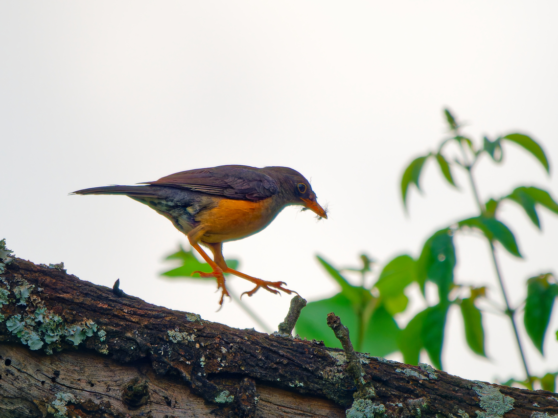 Abyssinian Thrush, Kenya  Abyssinian thrush,Geotagged,Kenya,Summer,Turdus abyssinicus
