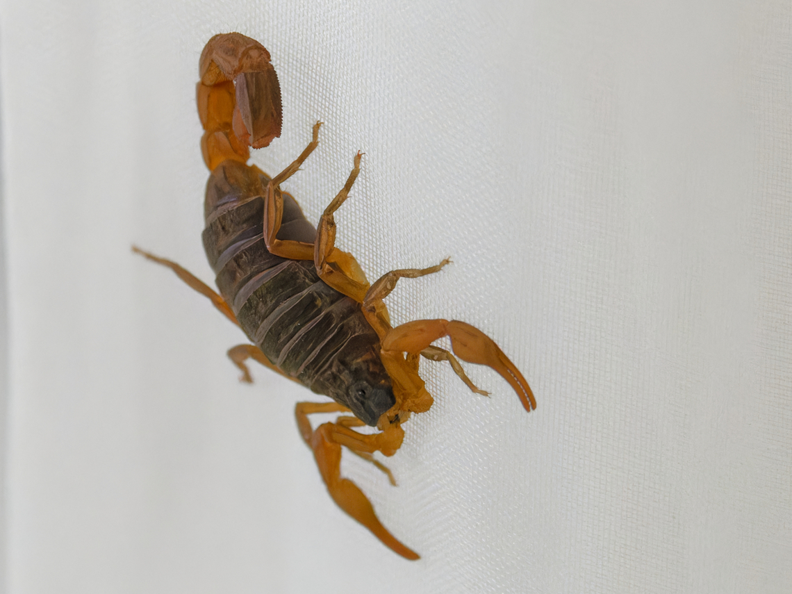 Scorpion Hottentotta mazuchi, Kenya  Geotagged,Hottentotta mazuchi,Kenya,Turkana Ridge-Backed Scorpion,Winter