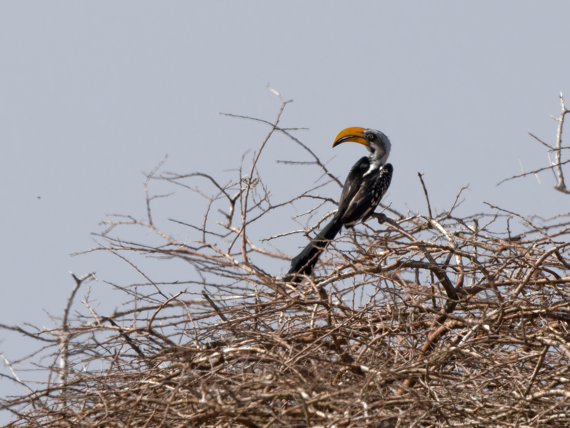 Eastern Yellow-billed Hornbill, Kenya  Eastern Yellow-billed Hornbill,Geotagged,Kenya,Tockus flavirostris,Winter