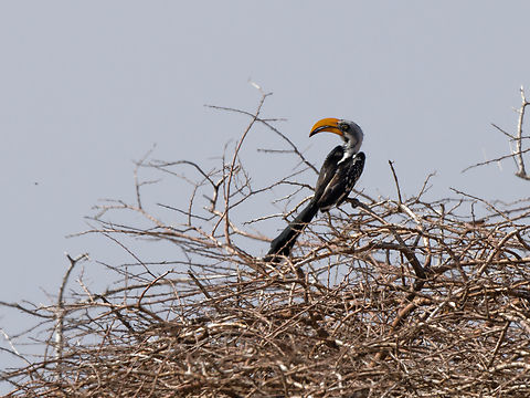 Eastern Yellow-billed Hornbill, Kenya  Eastern Yellow-billed Hornbill,Geotagged,Kenya,Tockus flavirostris,Winter