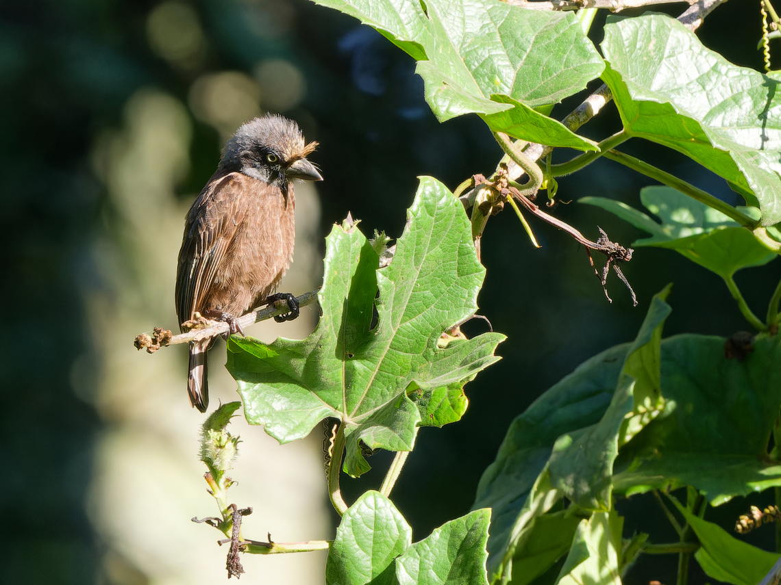Grey-throated Barbet, Kenya  Geotagged,Grey-throated barbet,Gymnobucco bonapartei,Kenya,Winter