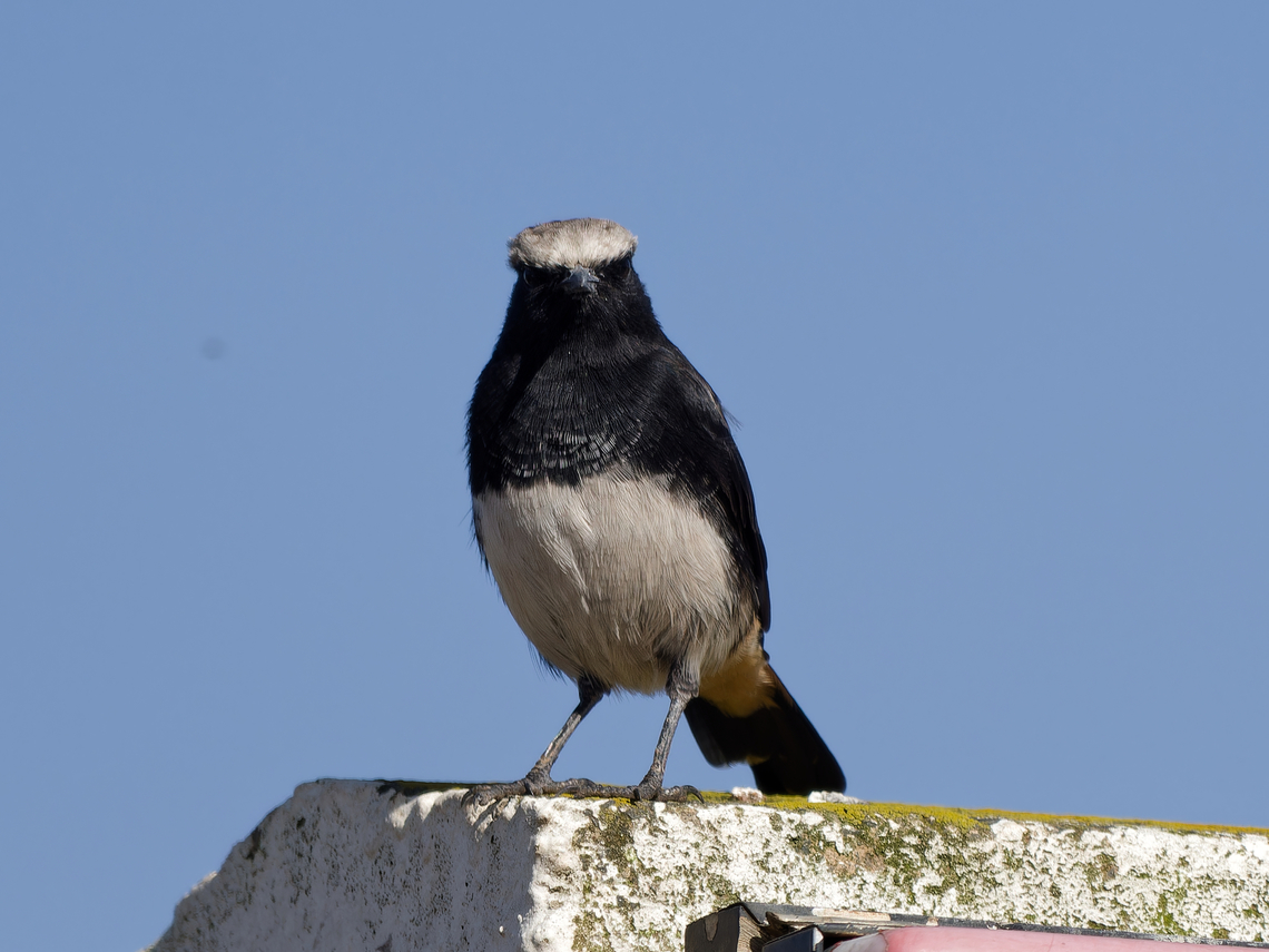 Abyssinian Wheatear, Kenya possible new full species Schalow's Wheatear Onenathe schalowi Abyssinian wheatear,Geotagged,Kenya,Oenanthe lugubris,Summer