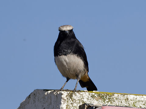Abyssinian wheatear