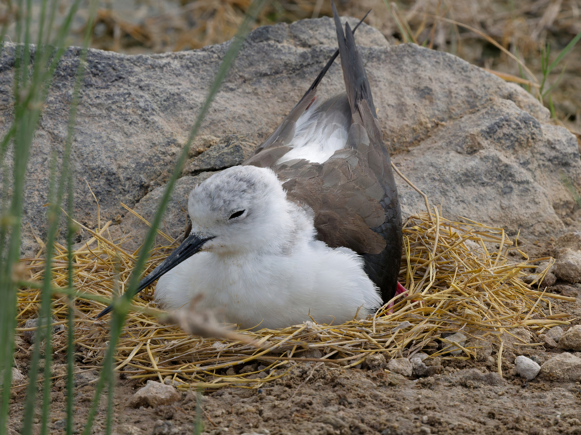 Black-winged Stilt on its nest, Kenya  Black-winged stilt,Geotagged,Himantopus himantopus,Kenya,Summer