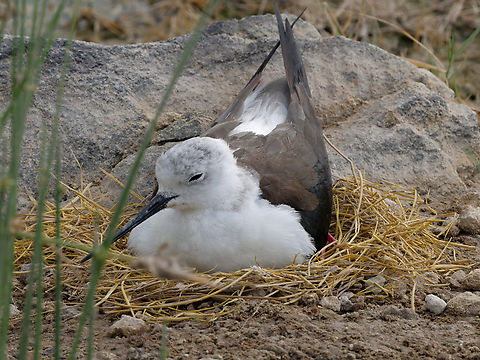 Black-winged Stilt on its nest, Kenya  Black-winged stilt,Geotagged,Himantopus himantopus,Kenya,Summer