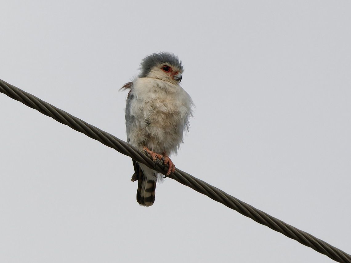 Pygmy Falcon juvenile, Kenya  Geotagged,Kenya,Polihierax semitorquatus,Pygmy falcon,Summer