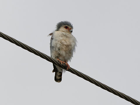 Pygmy Falcon juvenile, Kenya  Geotagged,Kenya,Polihierax semitorquatus,Pygmy falcon,Summer