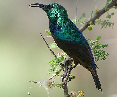 Shining Sunbird, Kenya  Cinnyris habessinicus,Geotagged,Kenya,Shining sunbird,Winter
