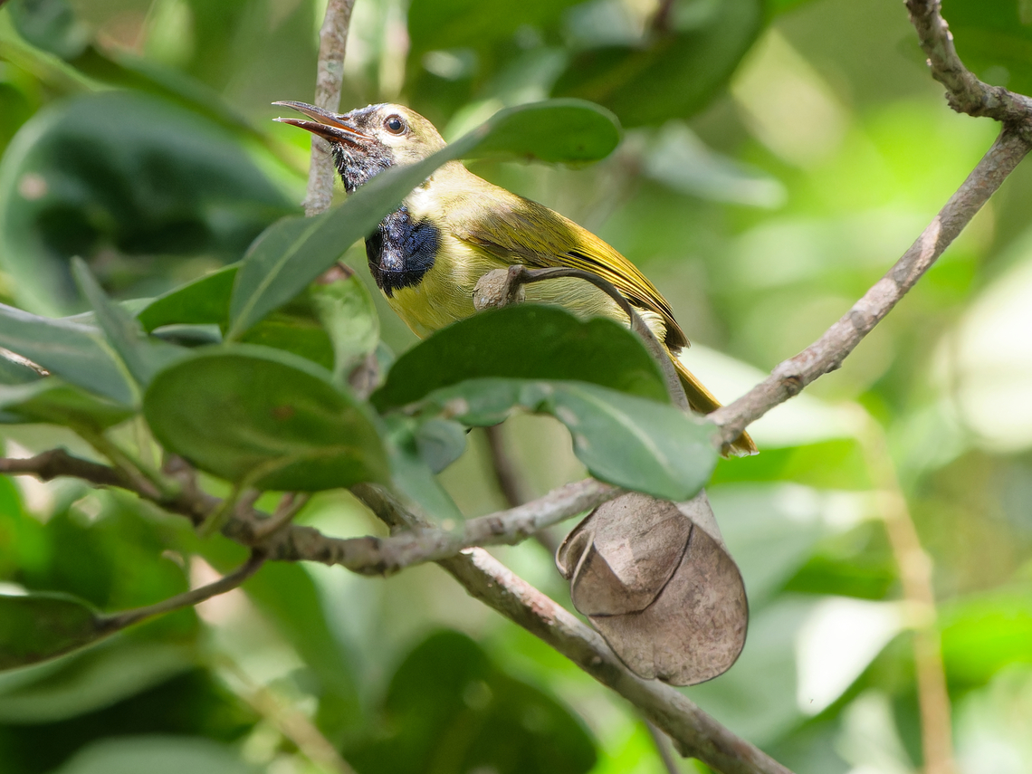 Plain-backed Sunbird, Kenya lateral view Anthreptes reichenowi,Geotagged,Kenya,Plain-backed sunbird,Summer