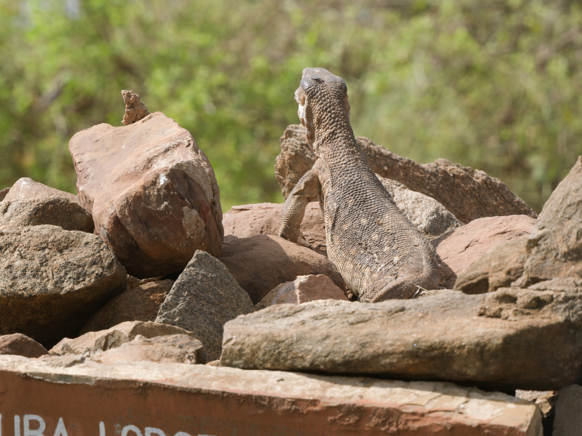 White-throated Monitor, Kenya also called White-throated Savannah Monitor Geotagged,Kenya,Rock monitor,Summer,Varanus albigularis