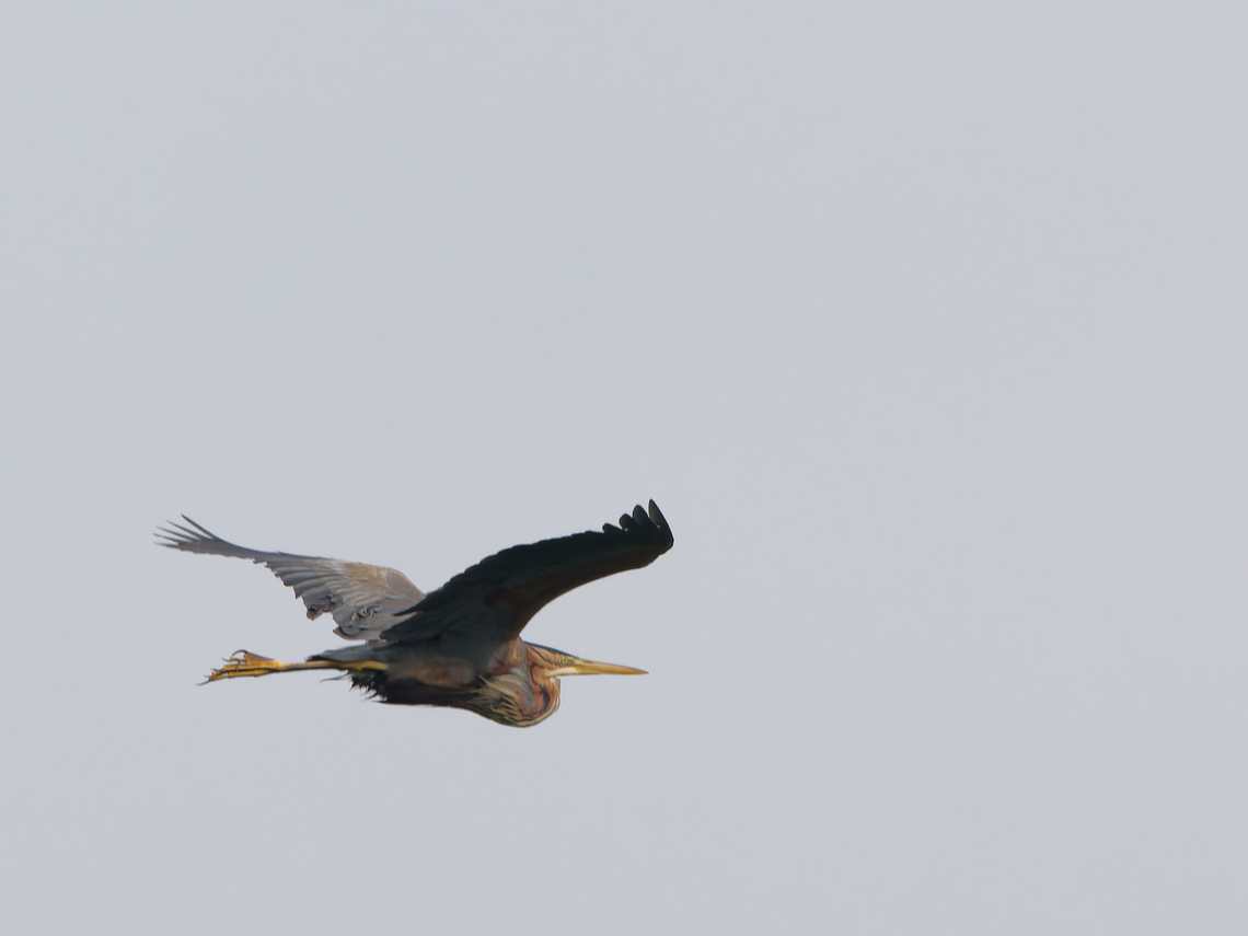 Purple Heron  Ardea purpurea,Geotagged,Germany,Purple heron,Spring,Waghäusel