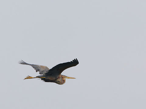 Purple Heron  Ardea purpurea,Geotagged,Germany,Purple heron,Spring,Waghäusel