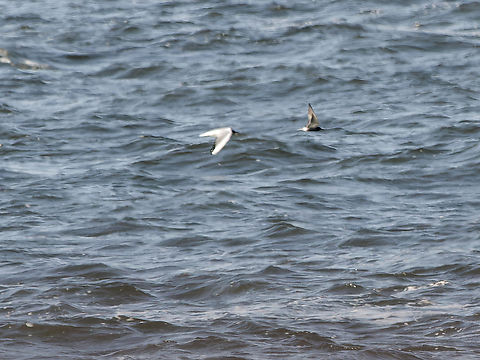 Black Tern followed by Laughing Gull Black tern,Chlidonias niger,Geotagged,Germany,Helgoland,Spring