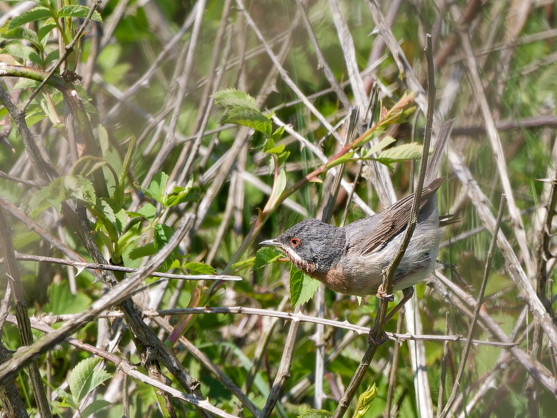 Curruca cantilans  Curruca cantillans,Eastern subalpine warbler,Geotagged,Germany,Helgoland,Spring