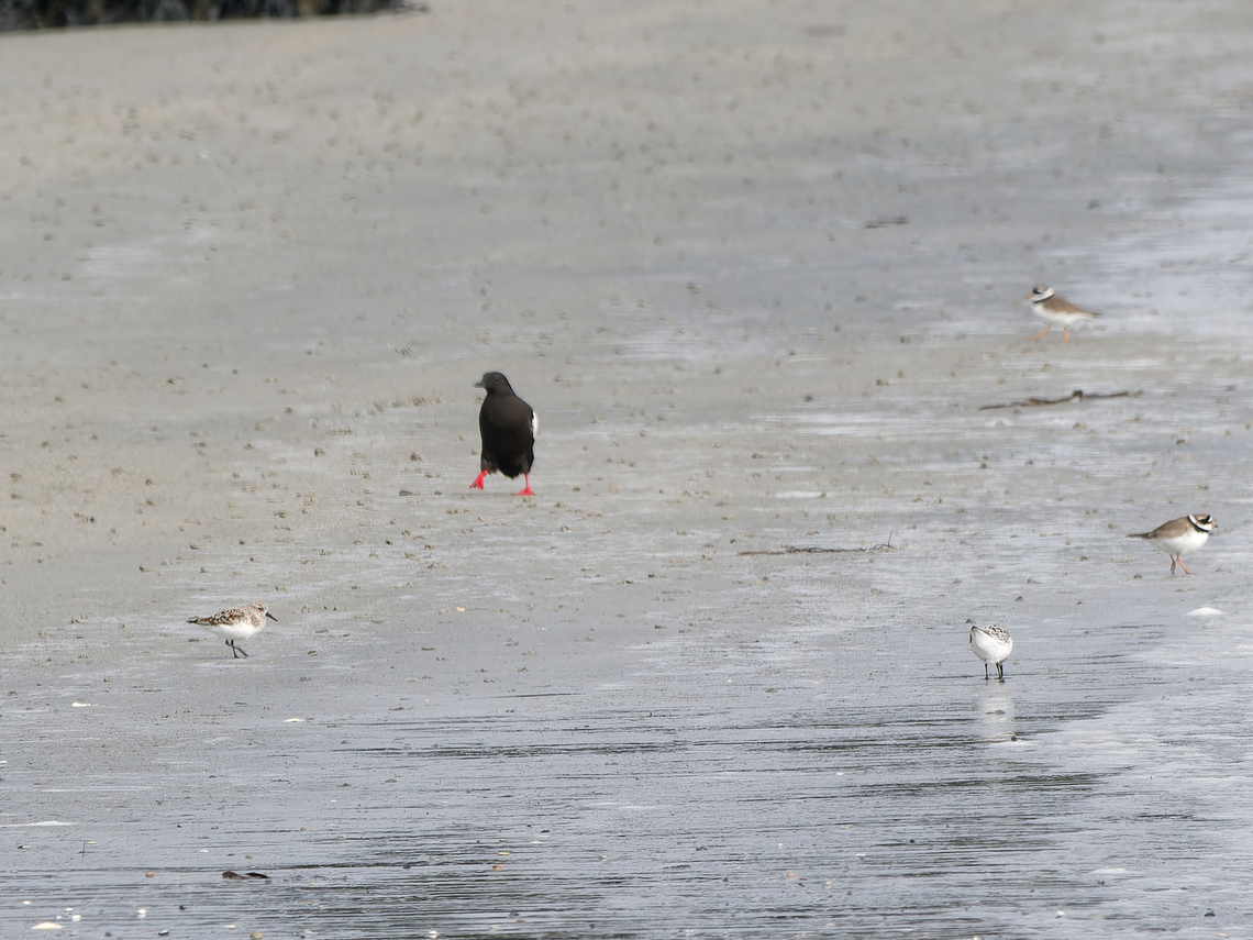 Black Guillemot Gryllteiste Sandregenpfeifer Sanderling walking on the beach of the D&uuml;ne, Helgoland in the middle of Sand Plovers and Sanderling Black guillemot,Cepphus grylle,Geotagged,Germany,Helgoland,Spring