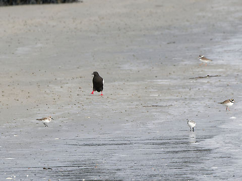 Black Guillemot Gryllteiste Sandregenpfeifer Sanderling walking on the beach of the Düne, Helgoland in the middle of Sand Plovers and Sanderling Black guillemot,Cepphus grylle,Geotagged,Germany,Helgoland,Spring