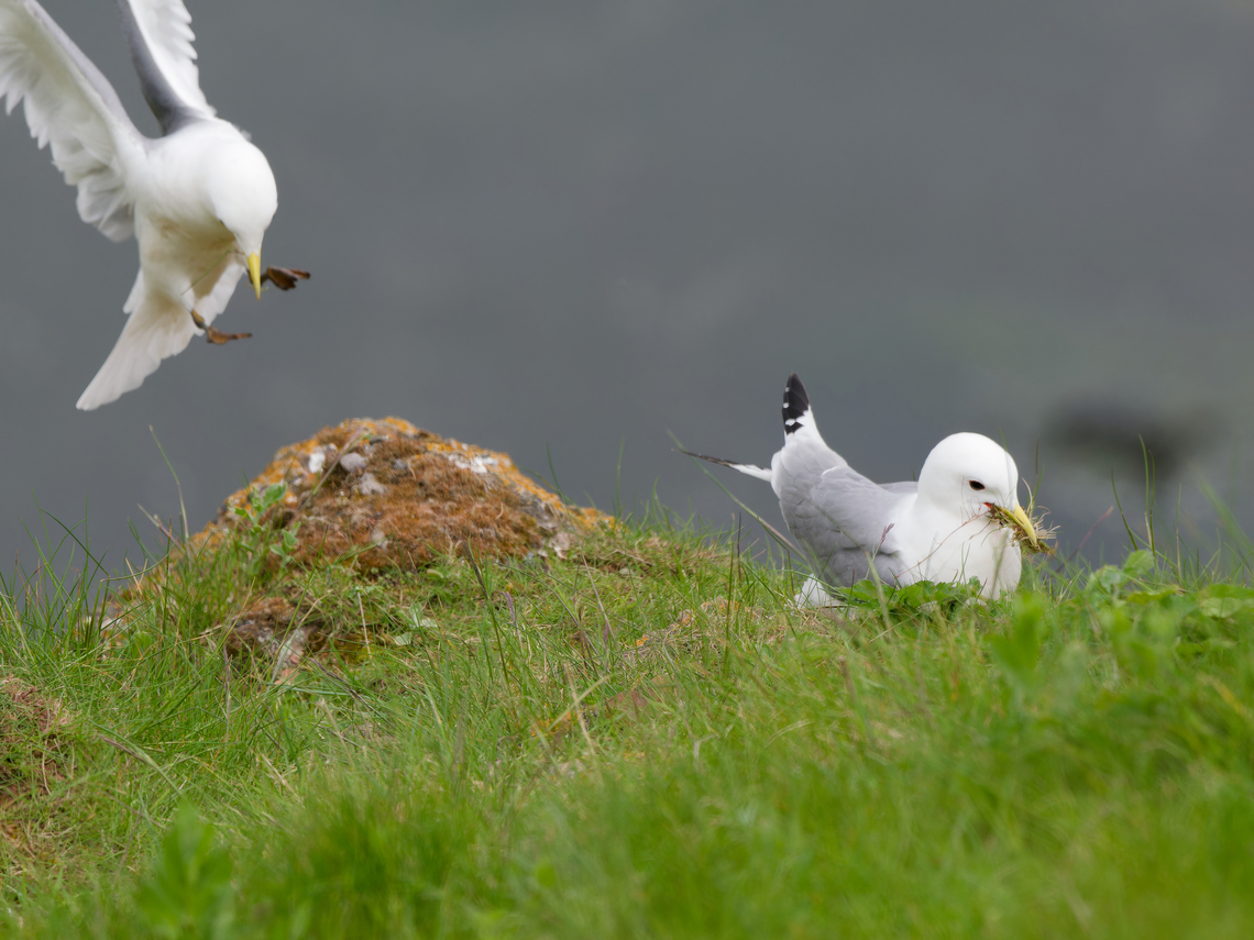 Rissa tridactyla preparing for nest building Black-legged kittiwake,Geotagged,Germany,Helgoland,Rissa tridactyla,Spring