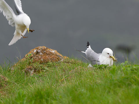 Rissa tridactyla preparing for nest building Black-legged kittiwake,Geotagged,Germany,Helgoland,Rissa tridactyla,Spring