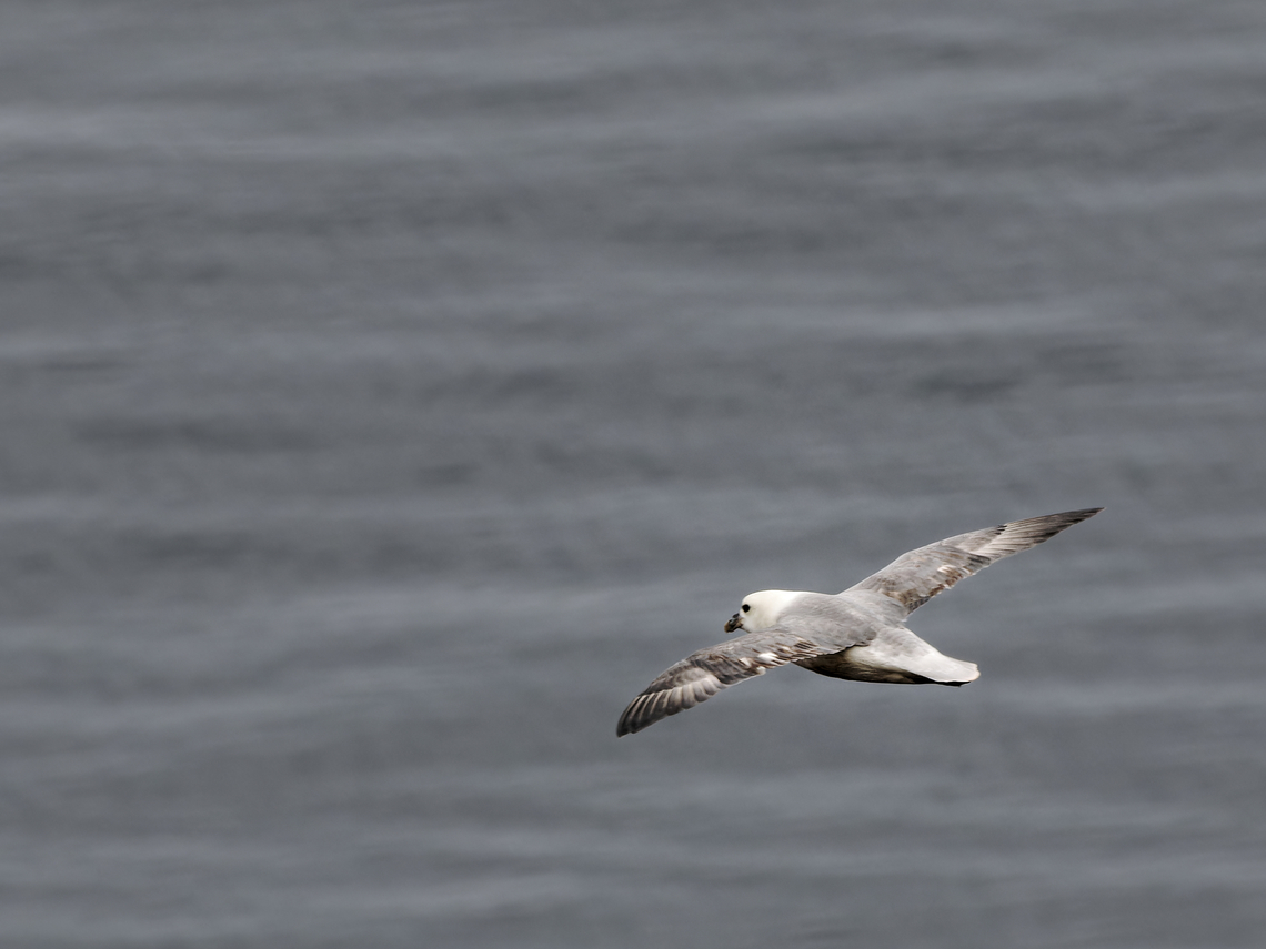 Rissa tridactyla  Fulmarus glacialis,Geotagged,Germany,Helgoland,Northern fulmar,Spring