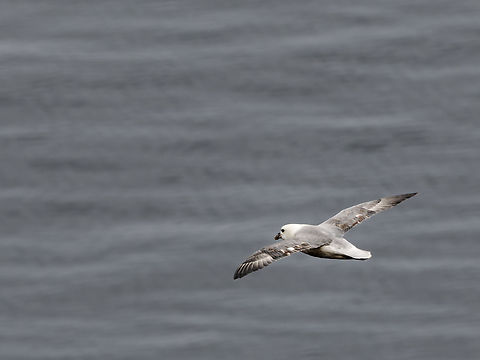 Rissa tridactyla  Fulmarus glacialis,Geotagged,Germany,Helgoland,Northern fulmar,Spring