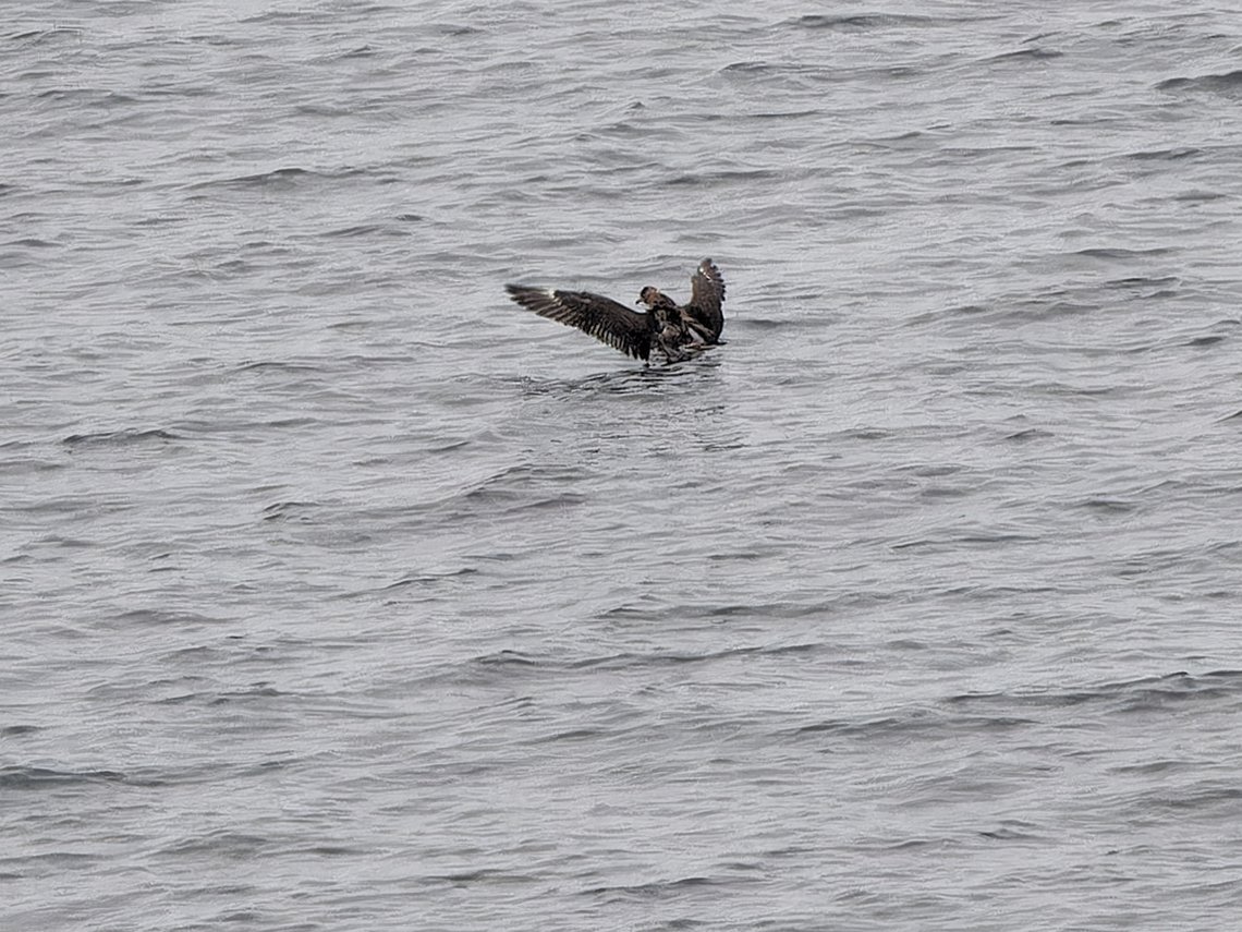 stercorarius pomarinus  Geotagged,Germany,Helgoland,Pomarine jaeger,Spring,Stercorarius pomarinus
