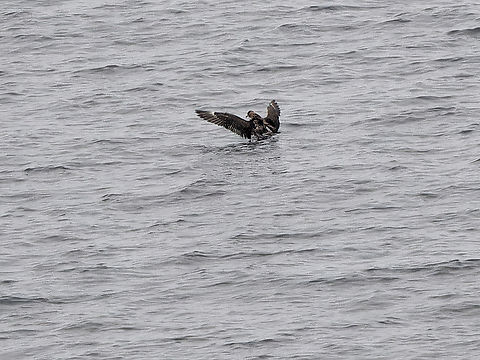 stercorarius pomarinus  Geotagged,Germany,Helgoland,Pomarine jaeger,Spring,Stercorarius pomarinus