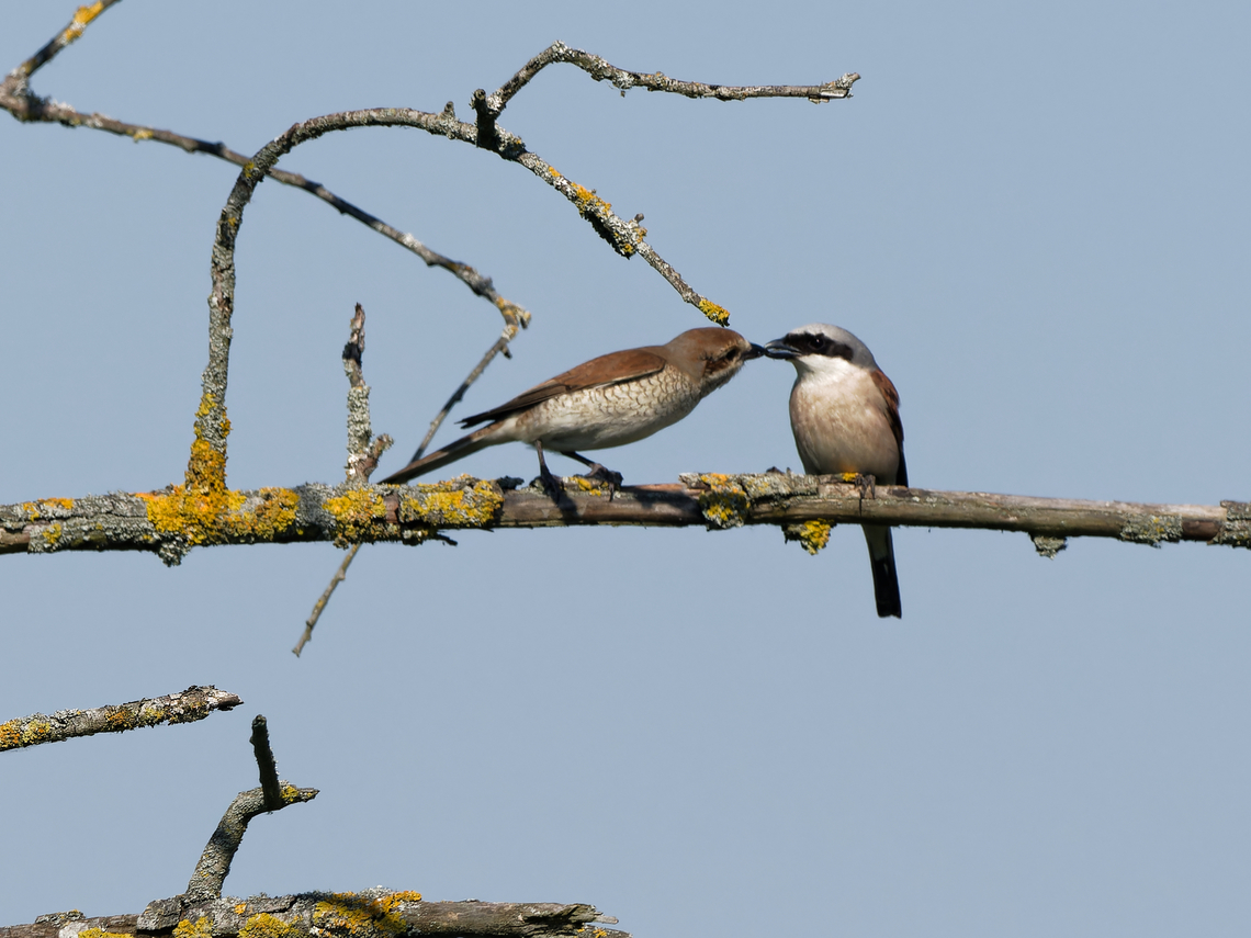 Red-backed Shrike feeding its youngster Geotagged,Germany,Lanius collurio,Red-backed Shrike,Summer