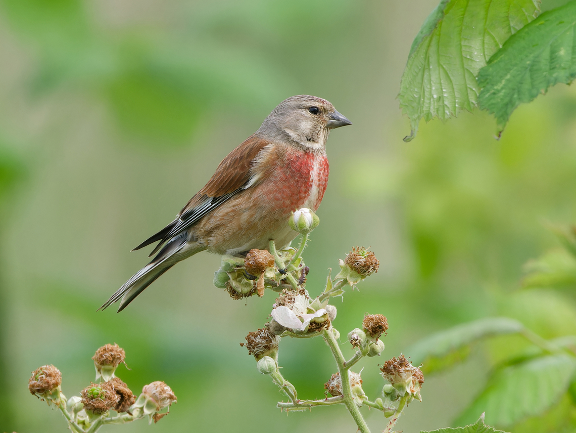 Common Linnet  Common Linnet,Geotagged,Germany,Linaria cannabina,Spring