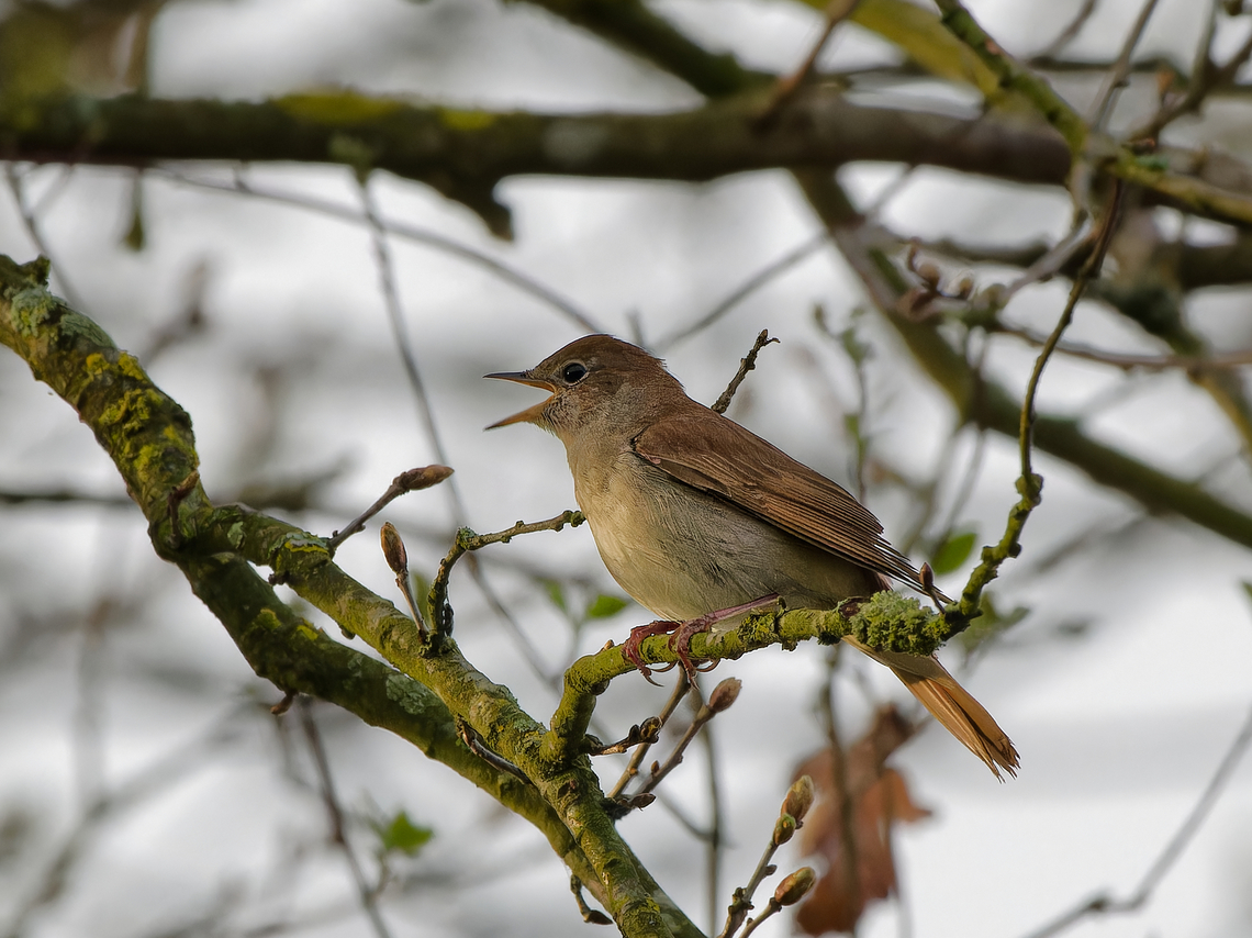 common Nightingale singing Common nightingale,Geotagged,Germany,Luscinia megarhynchos,Spring
