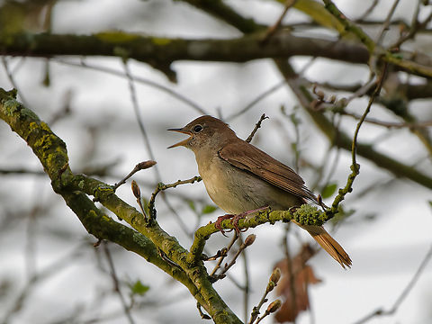common Nightingale singing Common nightingale,Geotagged,Germany,Luscinia megarhynchos,Spring