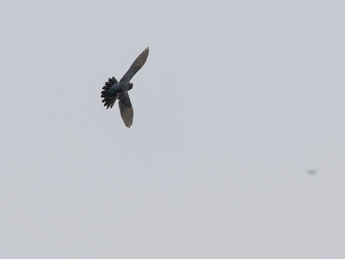 common cuckoo  Common Cuckoo,Cuculus canorus,Geotagged,Germany,Spring