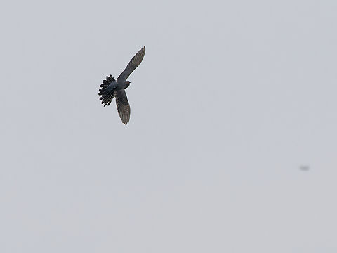 common cuckoo  Common Cuckoo,Cuculus canorus,Geotagged,Germany,Spring