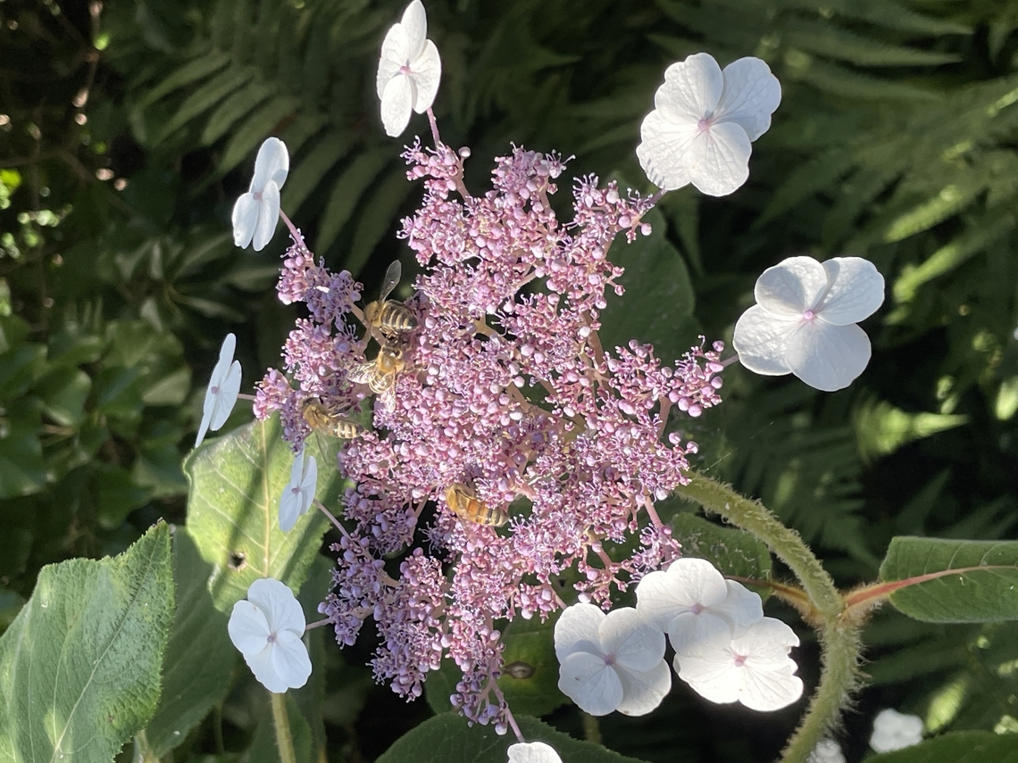 Hydrangea aspera host for wild bees Geotagged,Germany,Hydrangea aspera,Rough-leaved Hydrangea,Summer