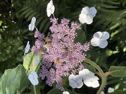 Hydrangea aspera host for wild bees Geotagged,Germany,Hydrangea aspera,Rough-leaved Hydrangea,Summer