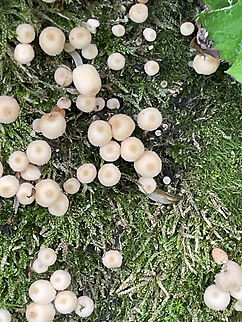 Coprinellus disseminatus dissappeared after a few days Coprinellus diesem,Coprinellus disseminatus,Geotagged,Germany