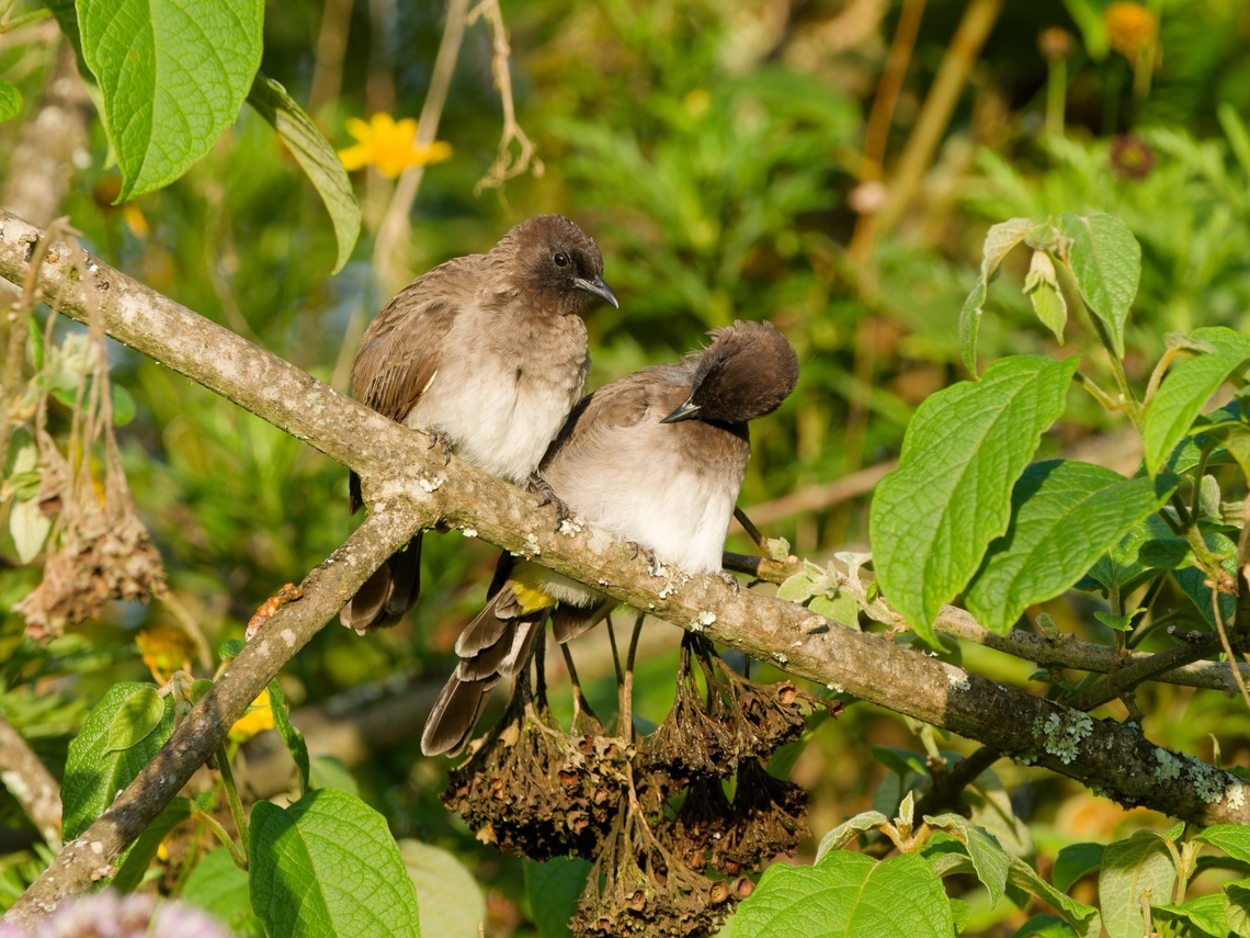 Dark-capped Bulbul Pycnonotus tricolor Common bulbul,Dark-capped bulbul,Geotagged,Kenya,Pycnonotus barbatus,Pycnonotus tricolor,Summer