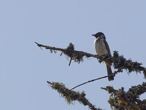 Dodsons Bulbul Pycnonotus dodsoni Dodson's bulbul,Geotagged,Kenya,Pycnonotus dodsoni,Winter